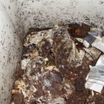 Inside a worm bin