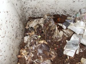 Inside a worm bin