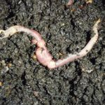 Worm Reproduction