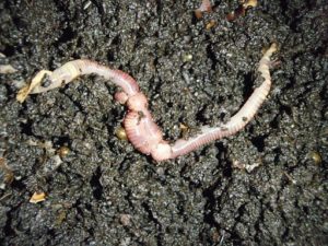 Worm Reproduction