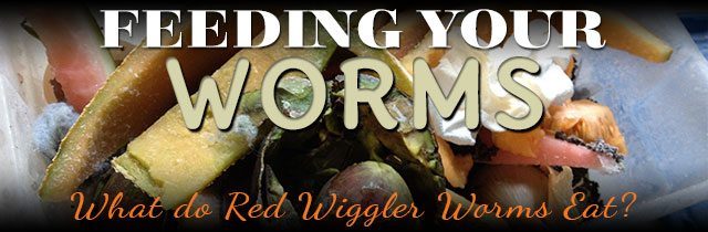Feeding-Your-Worms
