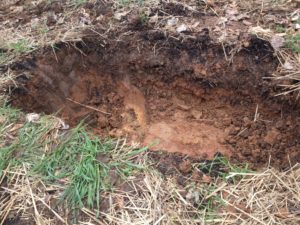 Fresh hole in the ground for in ground worm composting