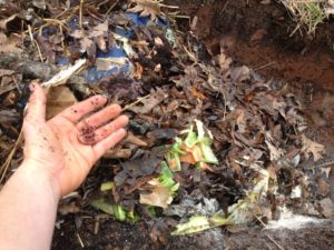 Adding worms to an in ground worm compost system