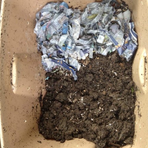 Worm Composting Pictures Worm Composting Headquarters