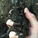 A handful of Vermicompost and Composting Worms