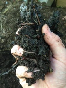 A handful of Vermicompost and Composting Worms