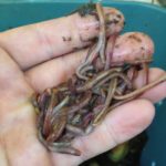 Red Wiggler Composting worms