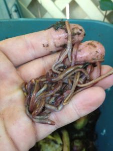 Red Wiggler Composting worms