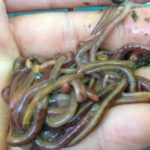 A Handful of Red Wiggler Composting Worms