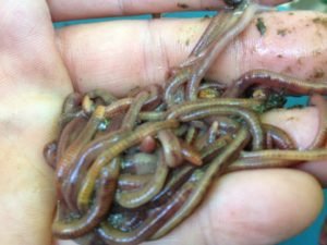 A Handful of Red Wiggler Composting Worms