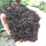 A Handful of Vermicompost