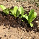 Baby lettuce with Vermicompost