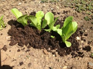 Baby lettuce with Vermicompost