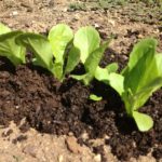 Top Dressing with Vermicompost (worm castings)