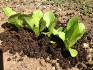 Top Dressing with Vermicompost (worm castings)