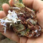 Handful of composting worms and bedding