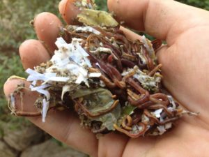 Handful of composting worms and bedding