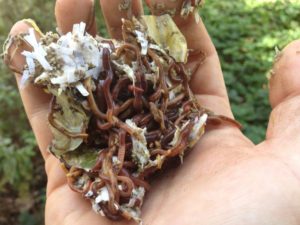 A handful of Red Wiggler Composting Worms (Red Worms)