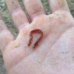 One Composting Worm