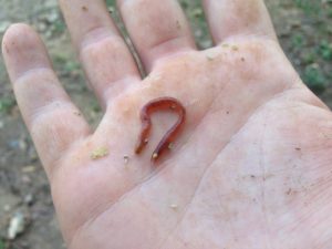 One Composting Worm
