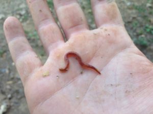 One Red Wiggler Composting Worm
