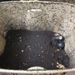 Worm Bin Ready to Harvest Vermicompost