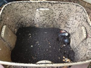 Worm Bin Ready to Harvest Vermicompost