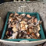 Harvesting Vermicompost: Worms move up to the tray with fresh bedding