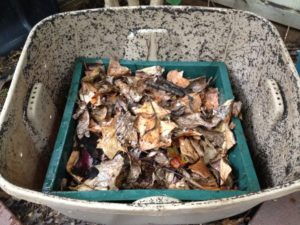 Harvesting Vermicompost: Worms move up to the tray with fresh bedding