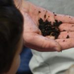 Teaching Children how to Worm Compost