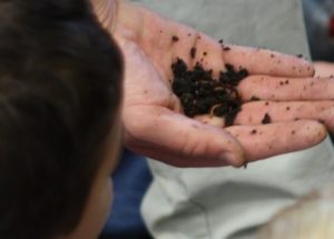 Teaching Children how to Worm Compost
