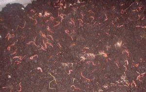 Active and Healthy Worm Bin
