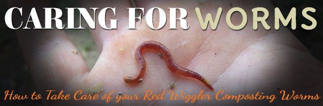 Caring-For-Worms