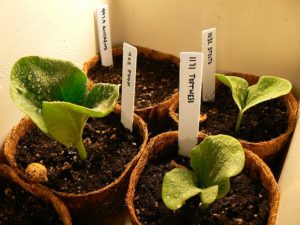Pumpkin Seedlings with Worm Compost