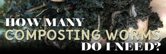 How-Many-Composting-Wroms-Do-I-Need