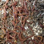 Happy Composting Worms