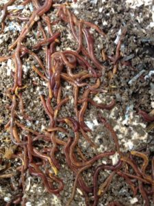 Happy Composting Worms