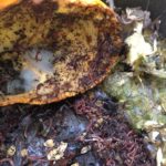 Composting worms eating a pumpkin