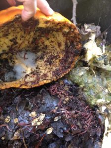 Composting worms eating a pumpkin