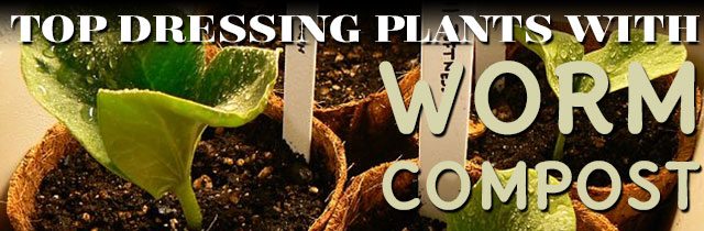Top-Dressing-Plants-With-Worm-Compost