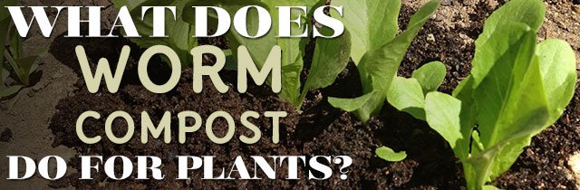 What-Does-Worm-Compost-Do-For-Plants