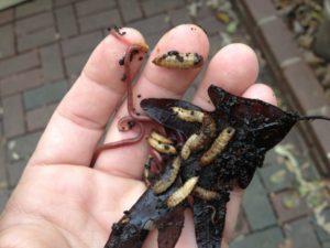 Composting Worms and Black Soldier Fly Larvae