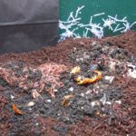 Adding composting worms