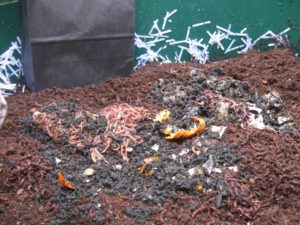 Adding composting worms