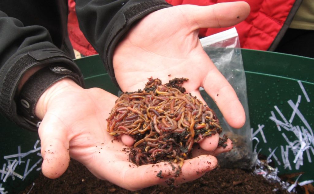 1lb Red Wiggler Worms Worm Composting Headquarters