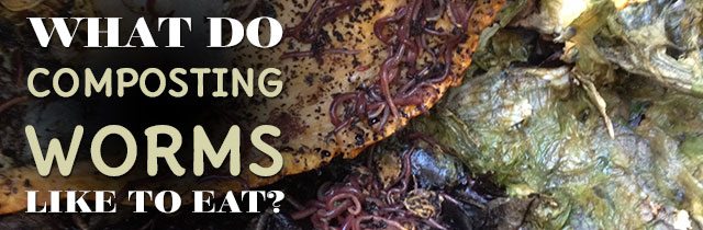 What-Do-Composting-Worms-Like-To-Eat