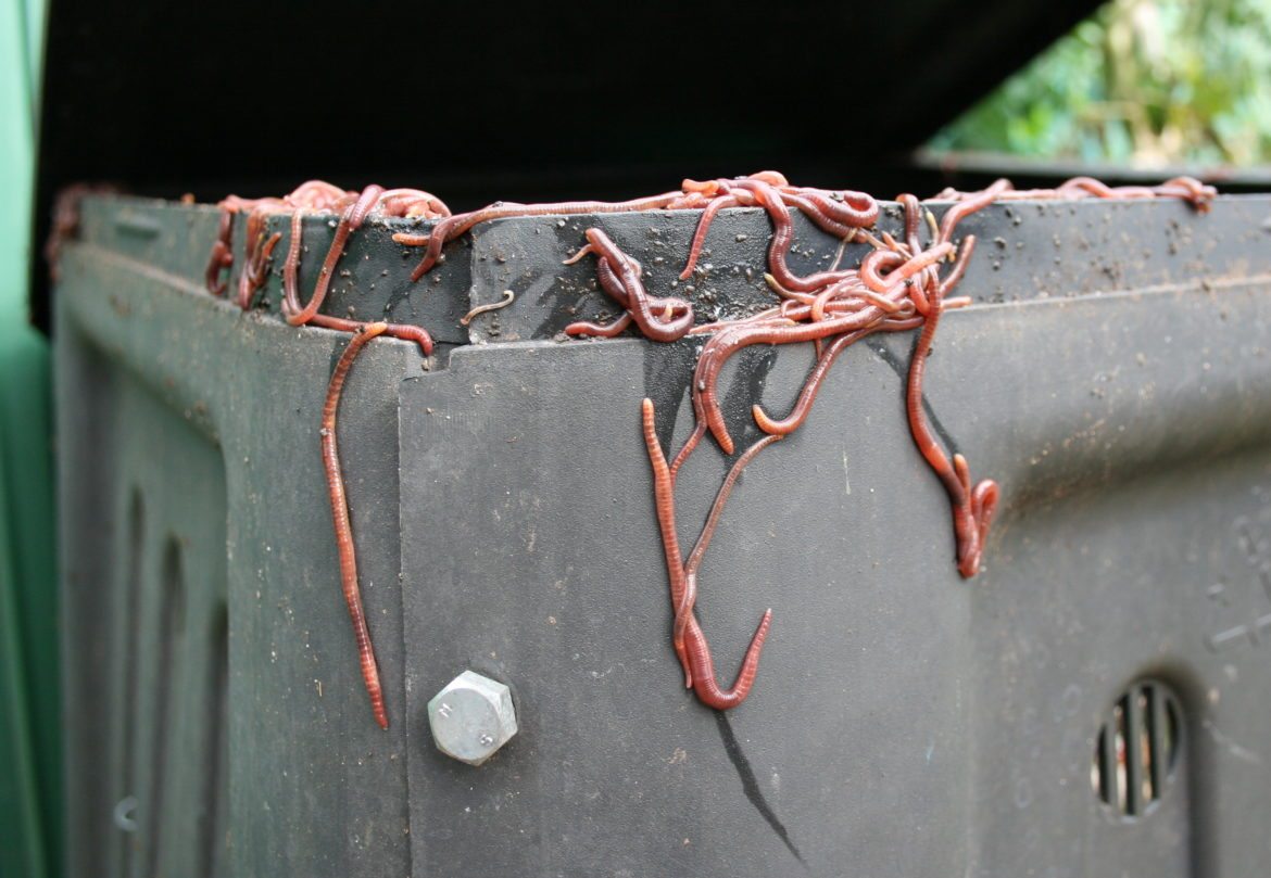 Composting Worm escape