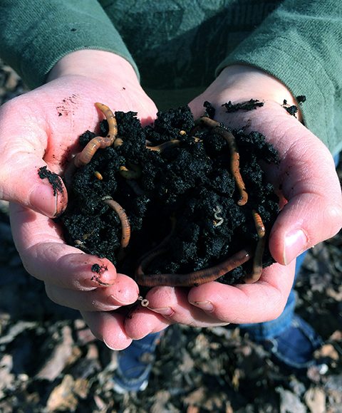 Worm composting quickstart guide