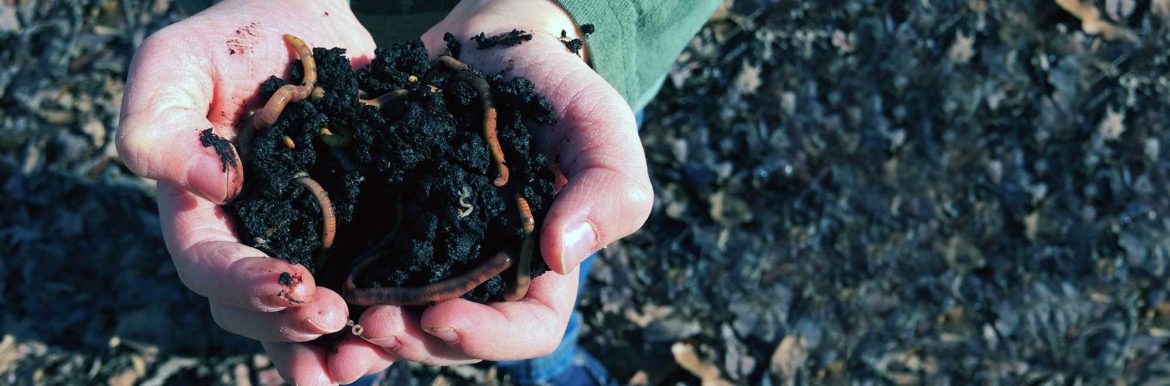 Worm Composting quickstart guide